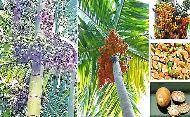 Areca Nut Farming Farmers Getting More Revenue In AP - Sakshi