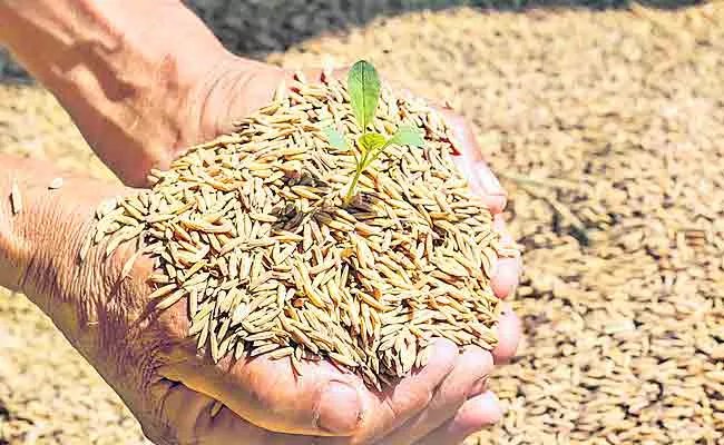 TS Govt Gives Orders For No Depreciation In Paddy Grains - Sakshi