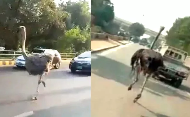 Ostrich Spotted Running On Lahore street, Video Goes Viral - Sakshi