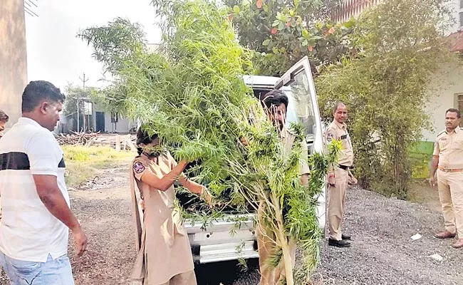 Police Seized 4 Quintals Of Marijuana - Sakshi