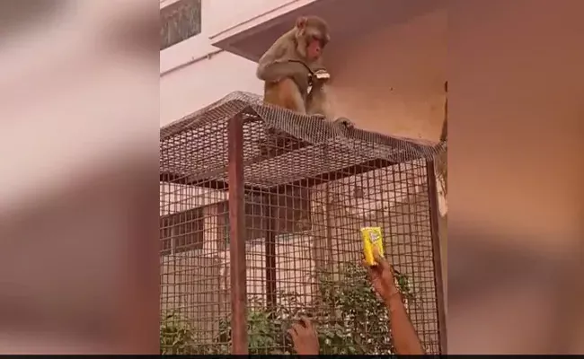 The man Tried To Exploit The Copycat Behaviour Of The Monkey To Get His Glasses Back.  - Sakshi