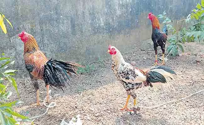 Police Raids on Rooster Fight Betting Group in Khammam - Sakshi