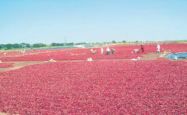 Establishment of Mirchi Yard at Nandyala Agreement With ITC - Sakshi