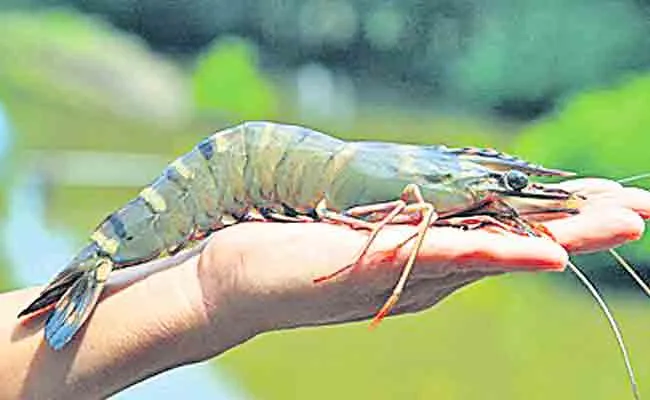 Aqua Farmers Interest To Growing Tiger Prawns In AP - Sakshi