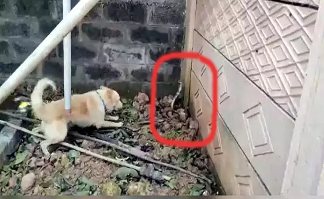 Pet Dog Struggling With a Snake In Chennai - Sakshi