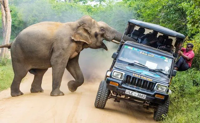 Sri Lanka: Wild Elephant Attacking A Jeep Wins An Award - Sakshi