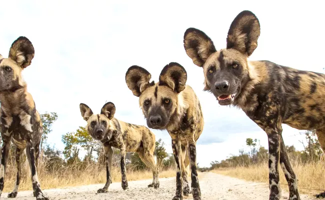 African Wild Dogs Sneeze To Vote New Study Reveals - Sakshi