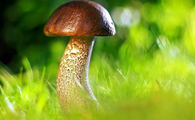 This Penis Mushrooms To Cure Typhoid You Must Know Details - Sakshi