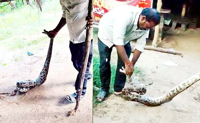 python Ate Ten Chickens At Srungavarapukota Rural - Sakshi