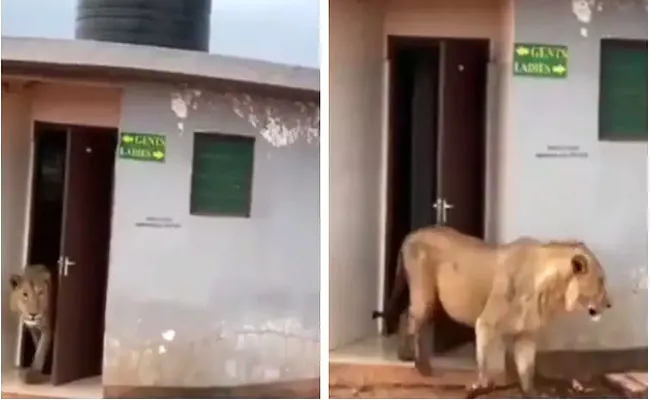 Lion In Toilet Lion Coming From Public Toilet A Rare Video Goes Viral - Sakshi