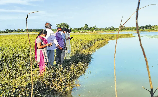 Special feature for crop damage estimates Andhra Pradesh - Sakshi