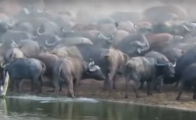 Viral Video: Lion Attack Herd Of Buffalo But Finally See What Happened - Sakshi