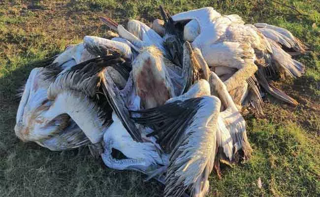 Pelicans Deceased At Sullurupeta - Sakshi