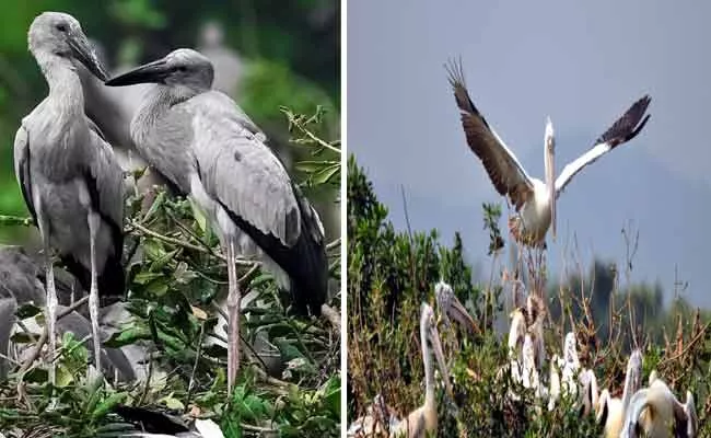 Special Story On Nelapattu Bird Sanctuary - Sakshi