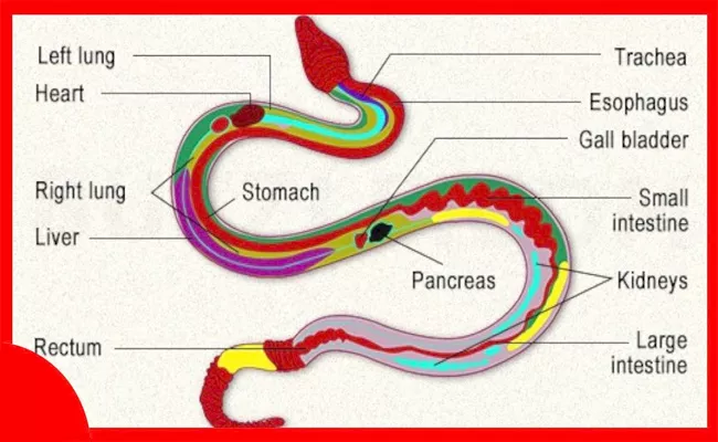 Snake Heart Moves In Body In Certain Time - Sakshi