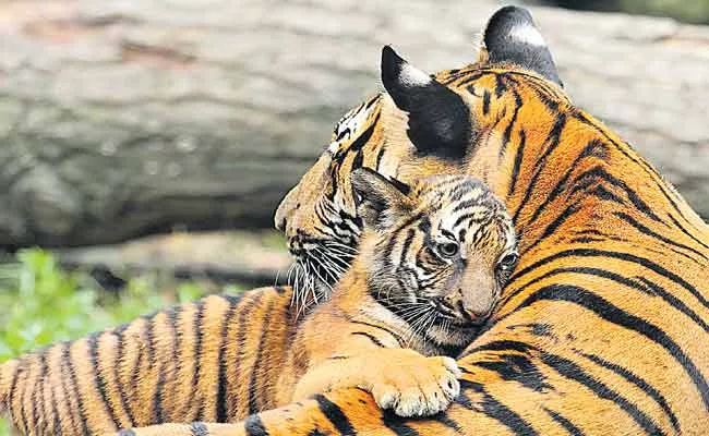 Neglect Of Forest Department In Tigers Conservation - Sakshi