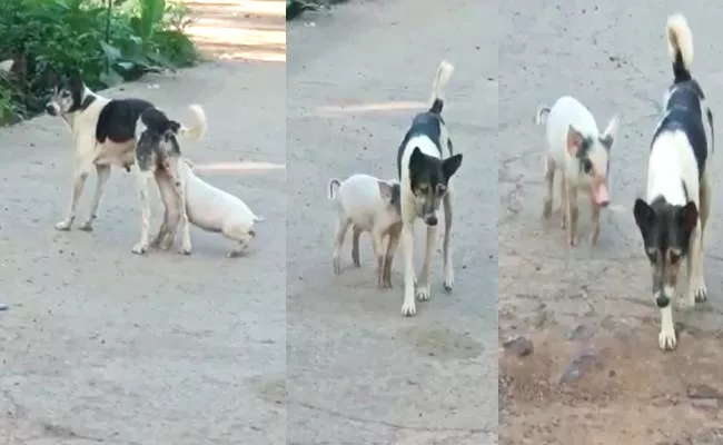 Small Pig Feed On Milk From Dog Video Viral At West Godavari District - Sakshi