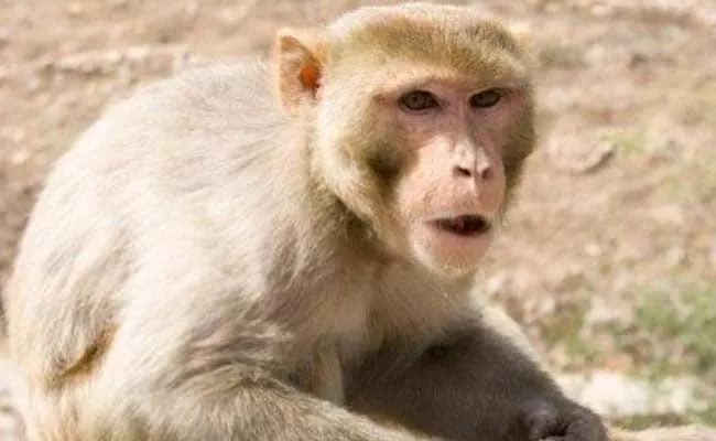 Delhi: Man Dies Brick Flung By Monkey From Second Floor Hits His Head - Sakshi