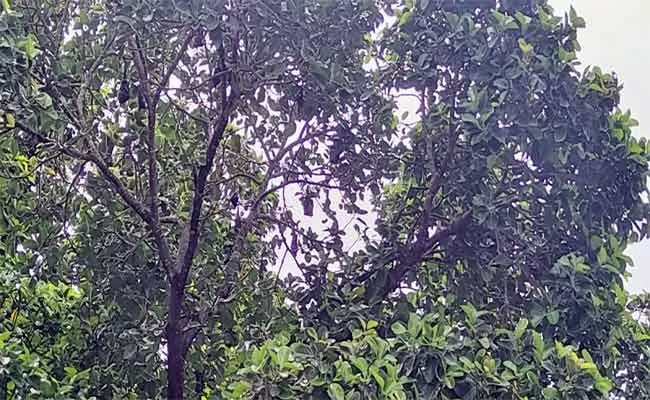 Bats Are Hanging On Tree In YSR Kadapa  - Sakshi