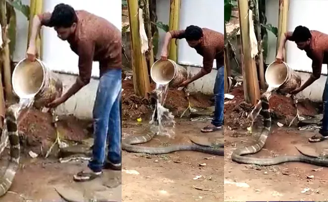 Brave Man Gave Bucket Stuffed Water to Thirsty King Cobra - Sakshi