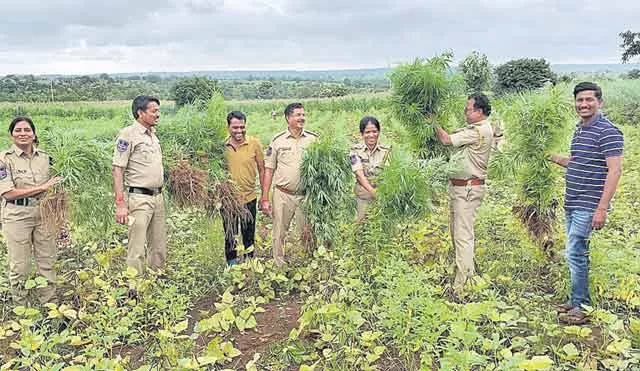 Police Department Raids On Ganja Crops In Medak - Sakshi