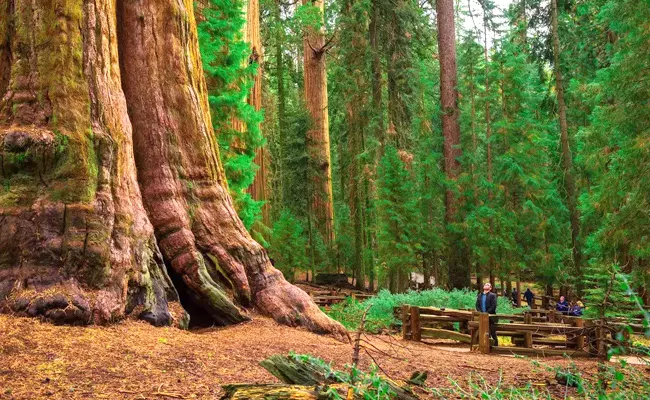 Worlds Largest Tree In Danger Due To Wildfire - Sakshi