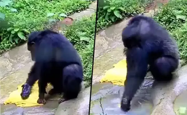 Chimpanzee Washes Clothes with Soap and Brush Like Humans - Sakshi