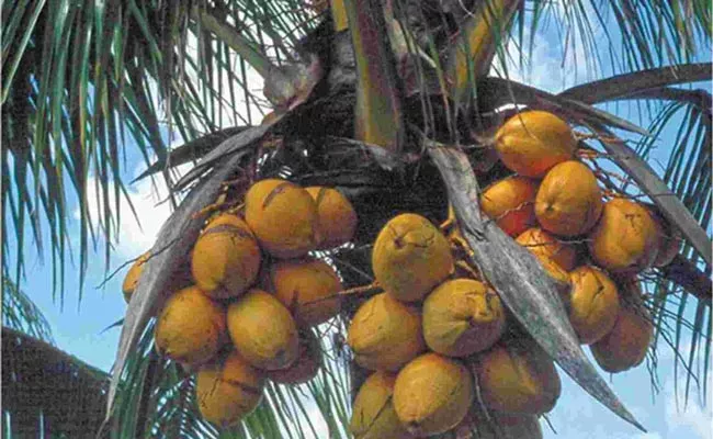 Belgian University scientists claim breakthrough in cloning coconut trees - Sakshi