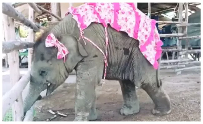 A Baby Elephant Trying To Munch On Some Juicy Sugarcane - Sakshi