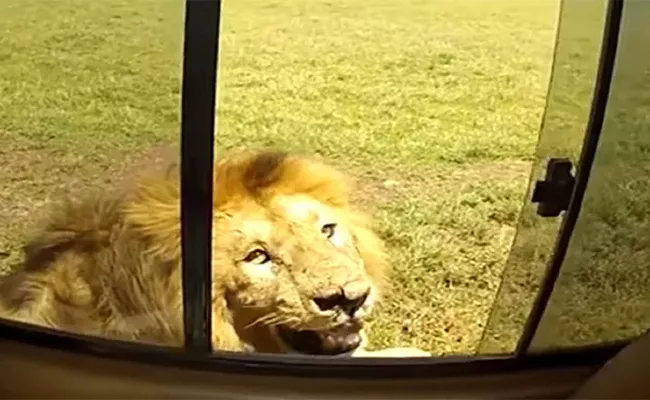 Safari Tourist Opens Car Window To Pet Lion Instantly Regrets It  - Sakshi