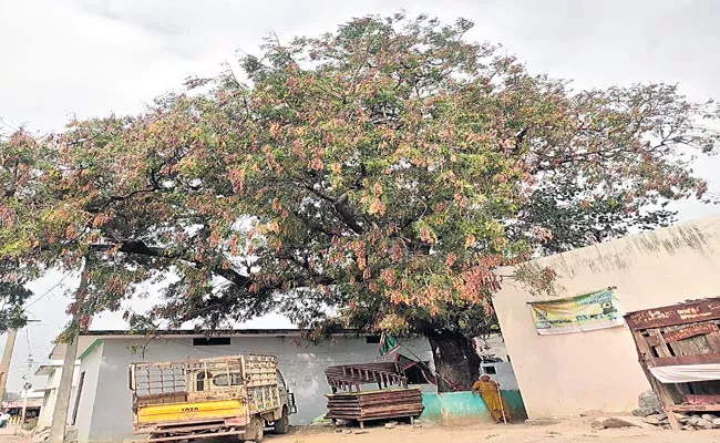 Sudden Drying Up Of Neem Trees In Telangana - Sakshi