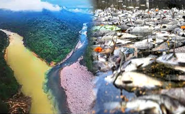 River Suddenly Turns Black Leads Thousands Of Fish Die Arunachal Pradesh - Sakshi