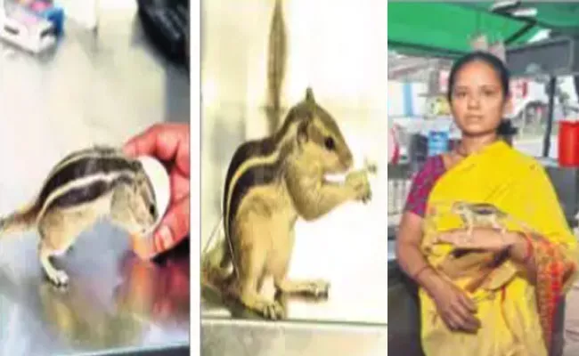 Viral Squirrel Play With Humans Nalgonda - Sakshi