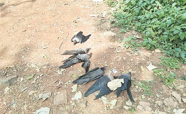 Crows Died On Sunday In Rajiv Nagar Colony Of The Town In Telangana - Sakshi