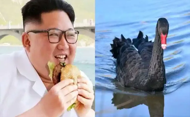 Kim Jong Un Orders North Koreans to Eat Black Swans - Sakshi