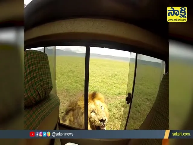 Viral Video: Safari Tourist Opens Car Window To Pet Lion Instantly Regrets It