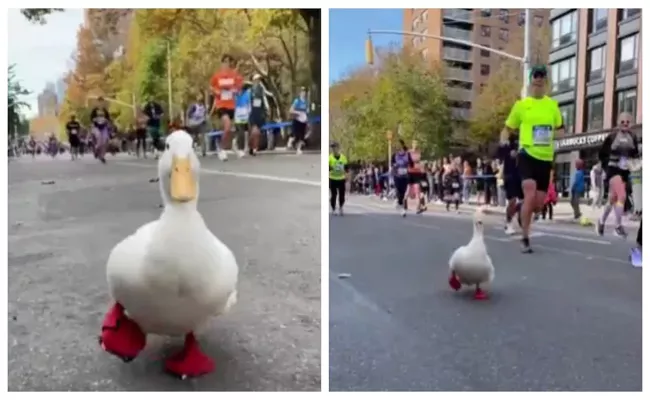 A Viral video of Wrinkle The Duck Participate And Running The Marathon  - Sakshi