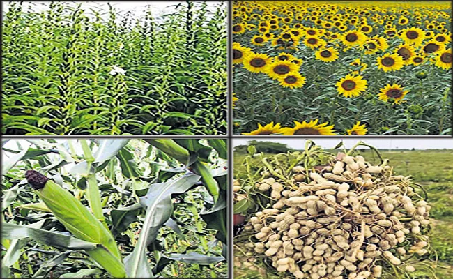 Agricultural scientists says that Cultivate whole grains and oilseeds - Sakshi