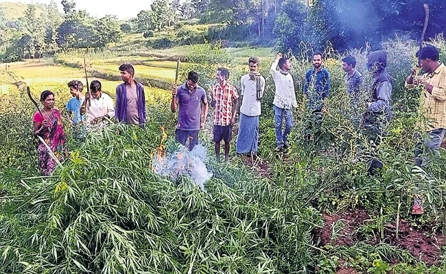 Destroyed 37 acres of cannabis plantations in Andhra Pradesh - Sakshi