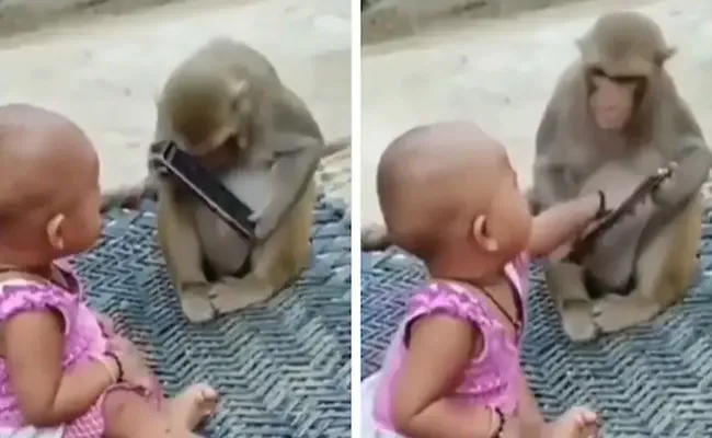 Monkey and Toddler Snatch Phones From Each Other In Viral Video - Sakshi