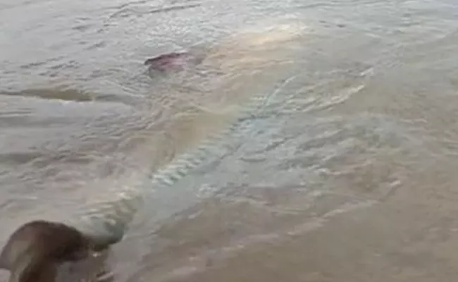 Very Rare Fish In Cheyyuru Pond Near Saibaba Temple - Sakshi