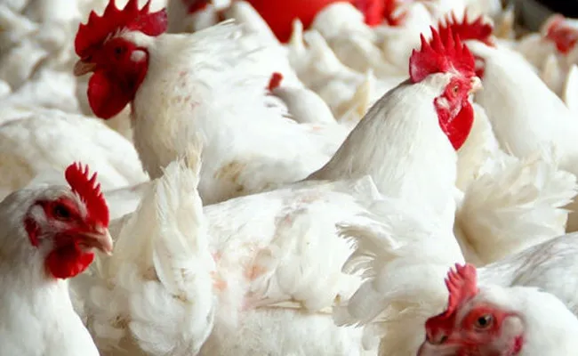 Chicken Prices Drop to Rs 160 Per kg Visakhapatnam - Sakshi