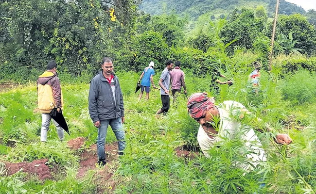 102 acres of marijuana destroyed in Visakha agency - Sakshi