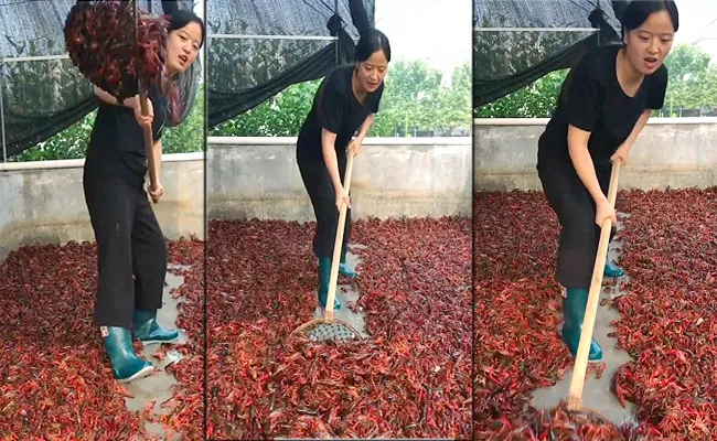 A young Chinese woman cultivating red scorpions At home terrace - Sakshi