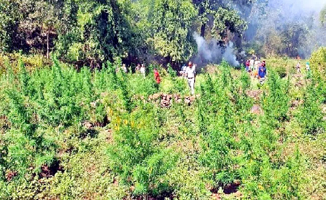 AP Police Start Operation To Catch Cannabis Smuggling Bosses - Sakshi