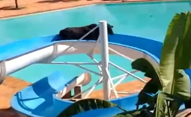 Viral Video: Brazilian Cow Try to Escape Slaughterhouse to Water Park - Sakshi