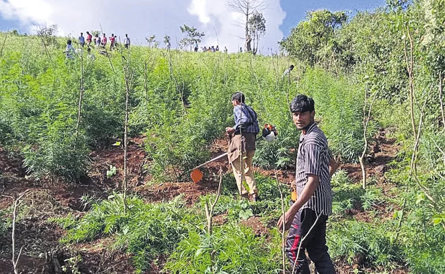 Destruction of marijuana plants on 402 acres in Visakha Agency - Sakshi