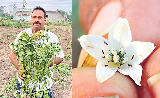 Sakshi Sagubadi Special Ways To Prevent Tamara Purugu Disease In chilli Cultivation