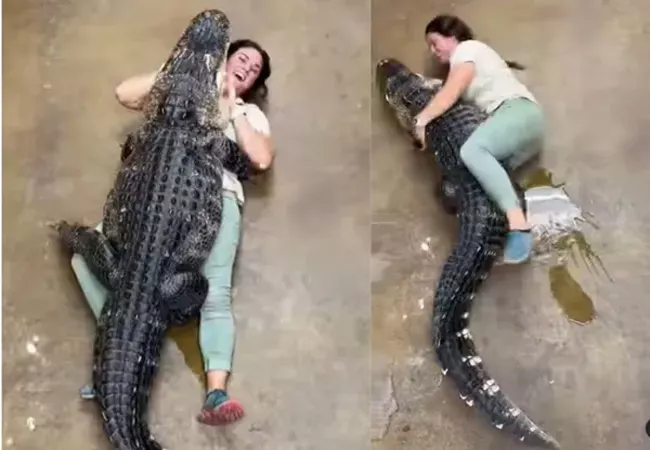 Shocking Viral Video Giant Alligator Hugging His Caretaker Tightly  - Sakshi