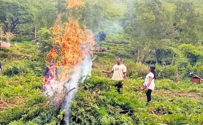 Another 287 acres of cannabis plantations were destroyed In AP - Sakshi